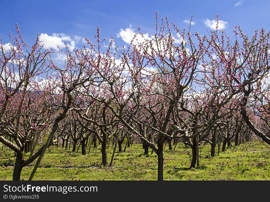 Pink blossoms on orchard trees. Pink blossoms on orchard trees