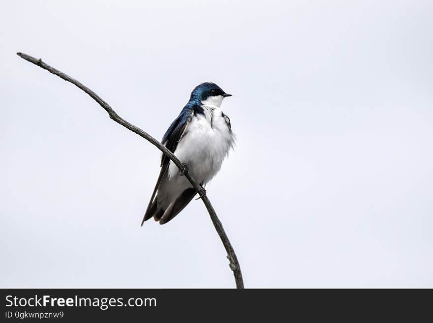 Oiseau &#x28;Hirondelle Bicolore&#x29; 171