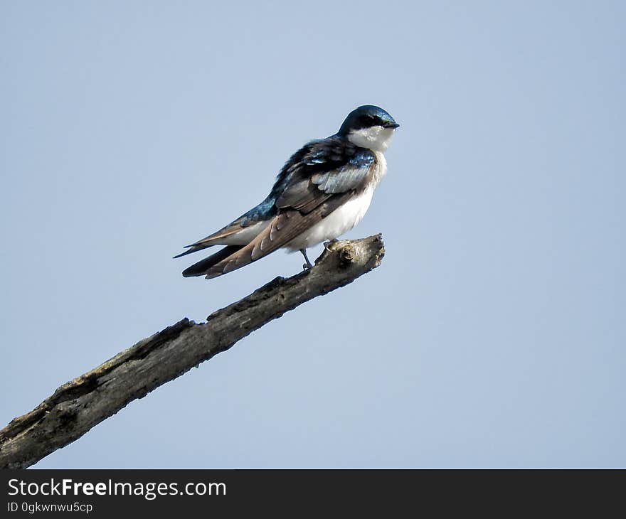 Oiseau &#x28;Hirondelle Bicolore&#x29; 165