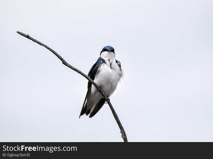 Oiseau &#x28;Hirondelle Bicolore&#x29; 170