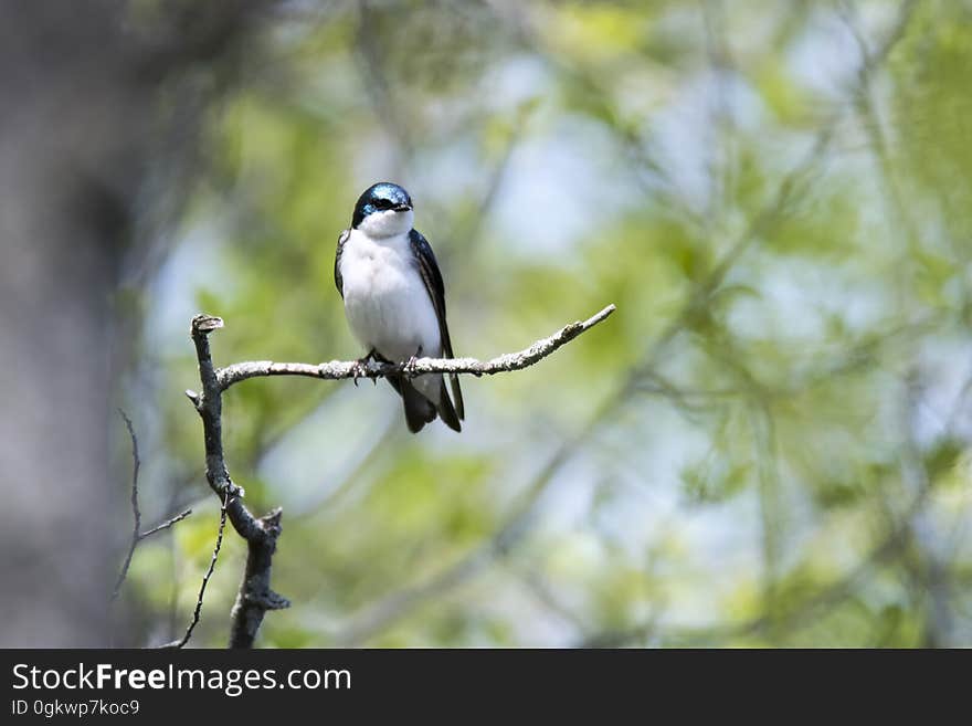 Oiseau &#x28;Hirondelle Bicolore&#x29; 200