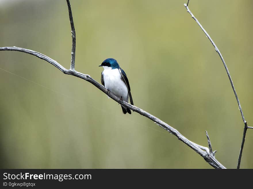 Oiseau &#x28;Hirondelle Bicolore&#x29; 175