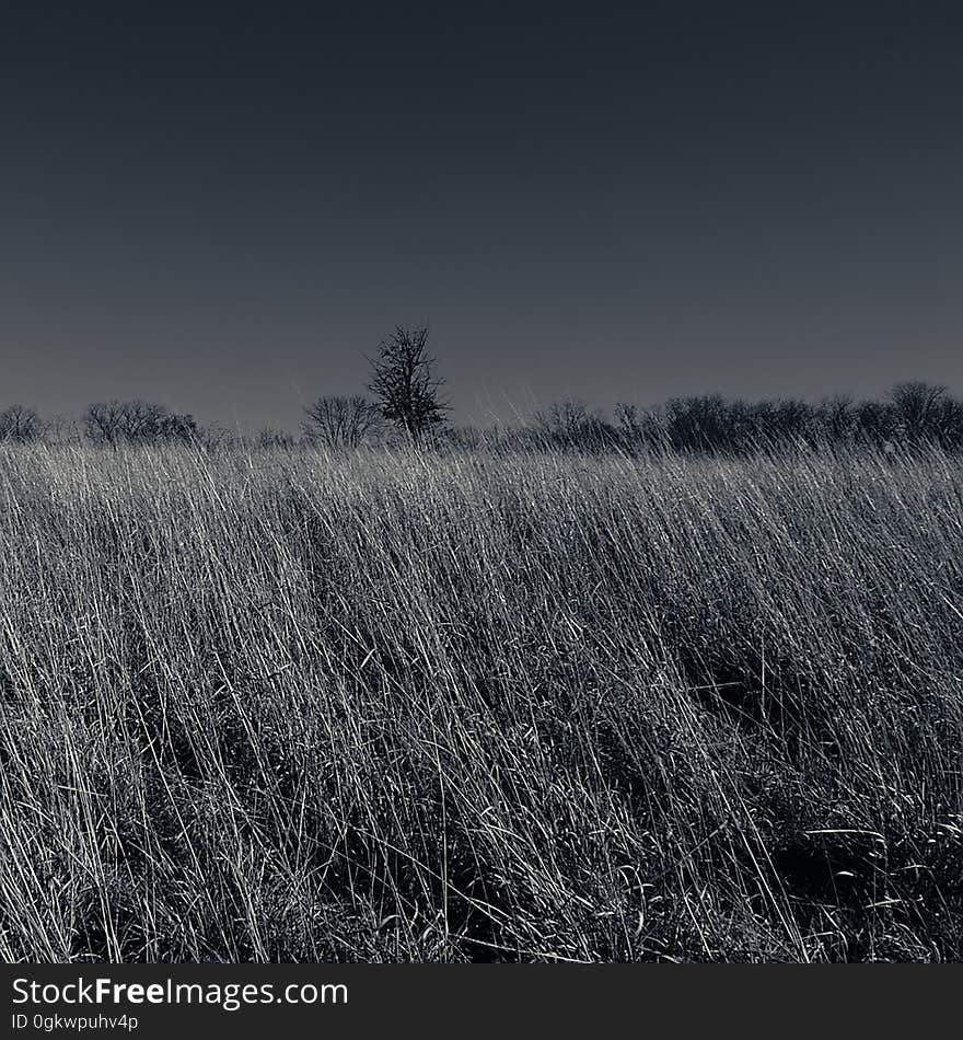 Tree In A Sea of Grass