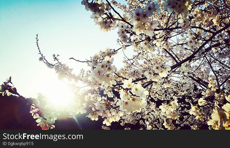 Cherry Blossoms　벚꽃　桜 Seorak 2016 on flickr. Cherry Blossoms　벚꽃　桜 Seorak 2016 on flickr