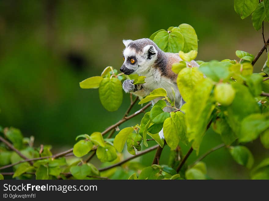 A very young ring-tailed lemur at Apenheul in the Netherlands. A very young ring-tailed lemur at Apenheul in the Netherlands.