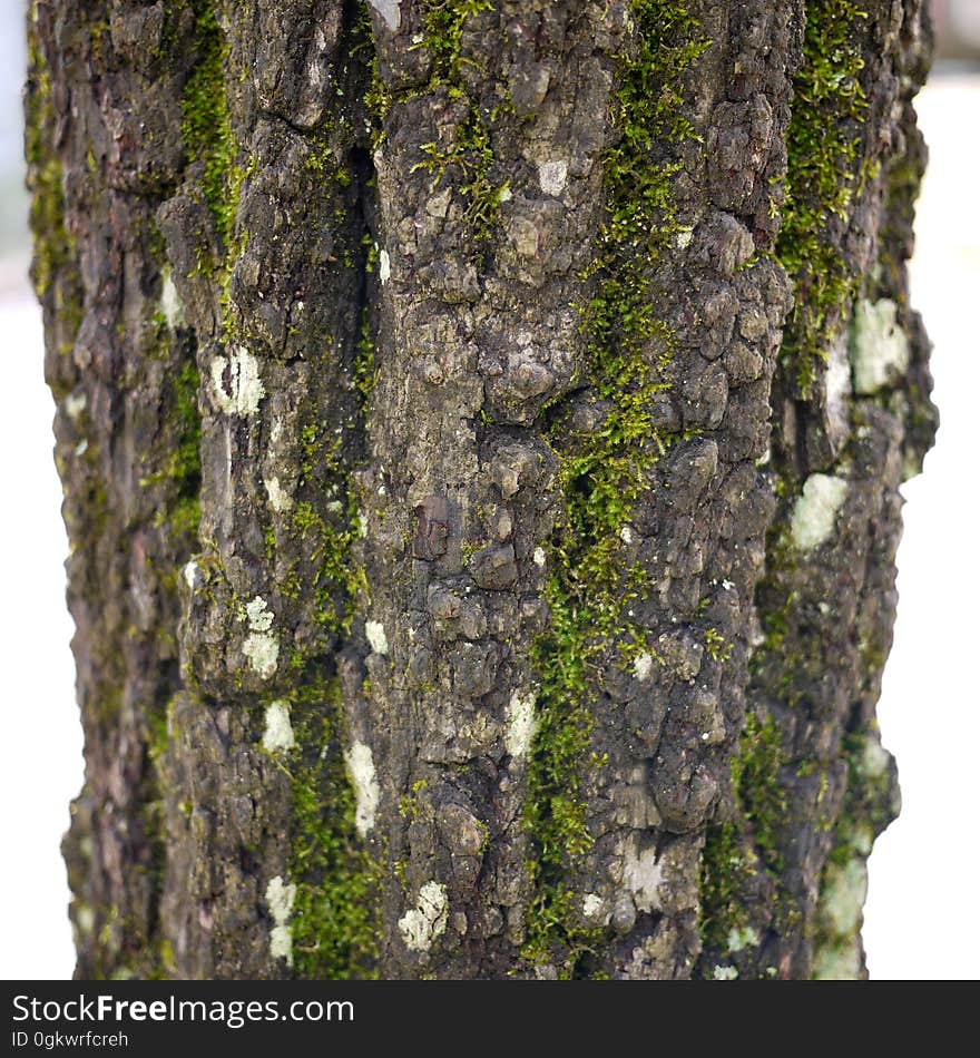 moss on bark