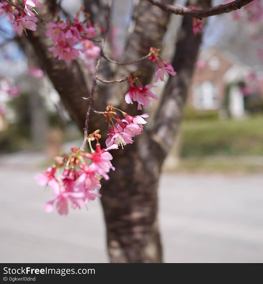 spring blossoms