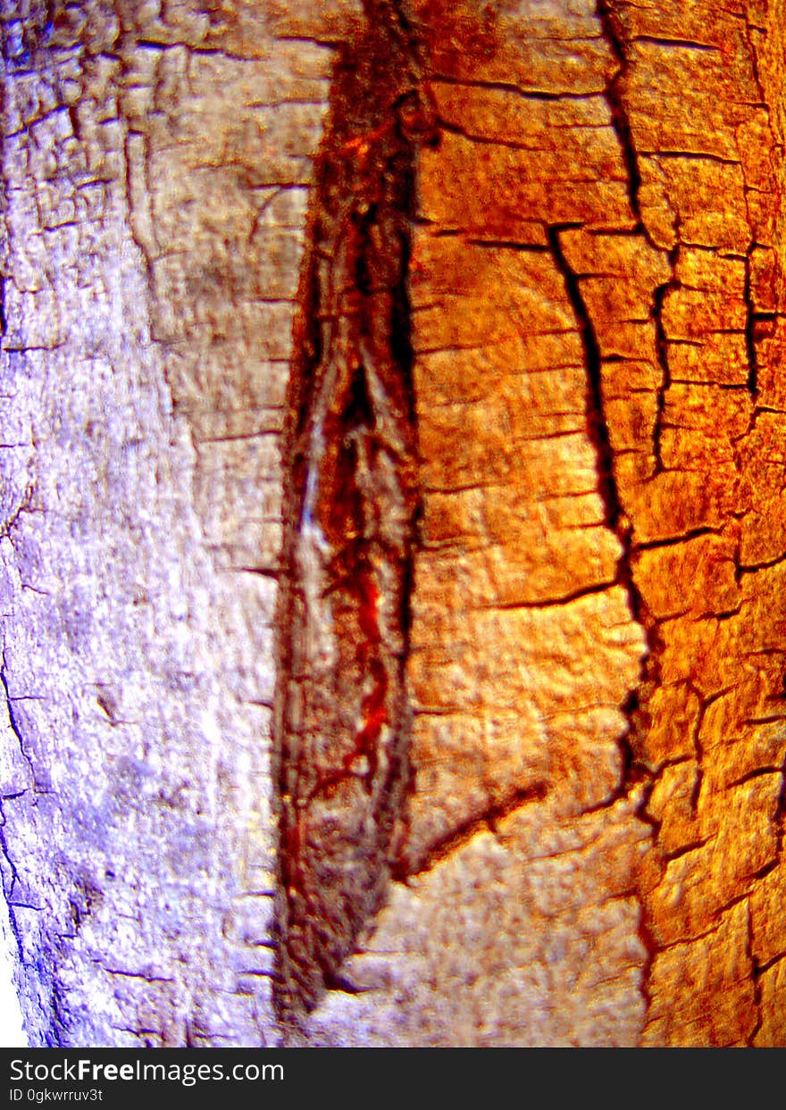 mes filles m&#x27;ont dit que cet arbre Ã©tait mort, qu&#x27;il avait mÃªme Ã©tÃ© coupÃ©... Photo numÃ©rique, 2004. ...mes filles m&#x27;ont dit que cet arbre Ã©tait mort, qu&#x27;il avait mÃªme Ã©tÃ© coupÃ©... Photo numÃ©rique, 2004