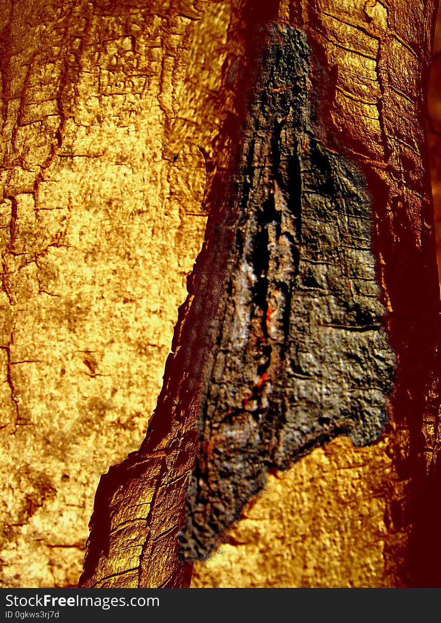 l&#x27;arbre de l&#x27;estaque, photo et traitement numèrique, 2004/2005. l&#x27;arbre de l&#x27;estaque, photo et traitement numèrique, 2004/2005