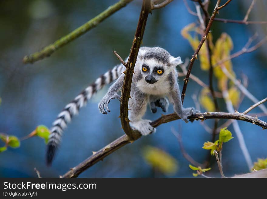 Ring-Tailed Lemur Baby