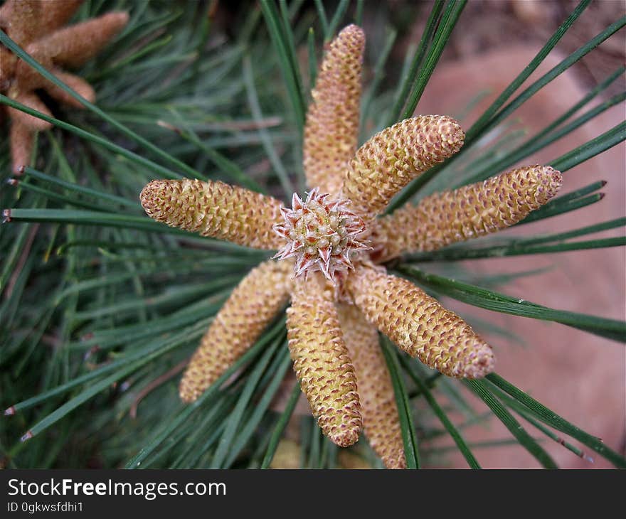 Like the fleshy future pine cones I photographed from a Ponderosa Pine I noticed that the Austrian Black Pines are also sporting these. The look kind of like a star fish... hanging on a tree in Arizona!. Like the fleshy future pine cones I photographed from a Ponderosa Pine I noticed that the Austrian Black Pines are also sporting these. The look kind of like a star fish... hanging on a tree in Arizona!