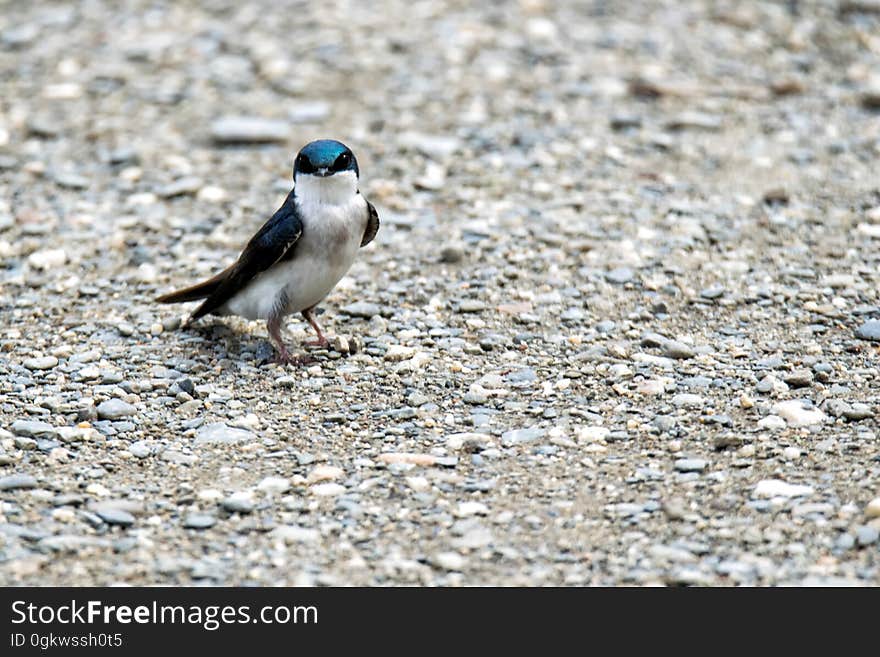 Oiseau &#x28;Hirondelle Bicolore&#x29; 168