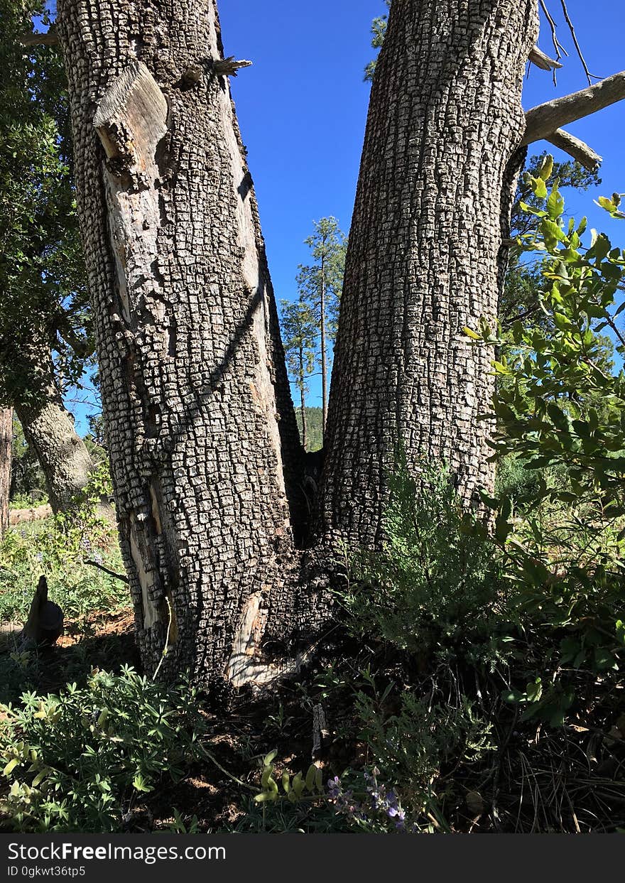 Two junipers growing from the same base,. Two junipers growing from the same base,