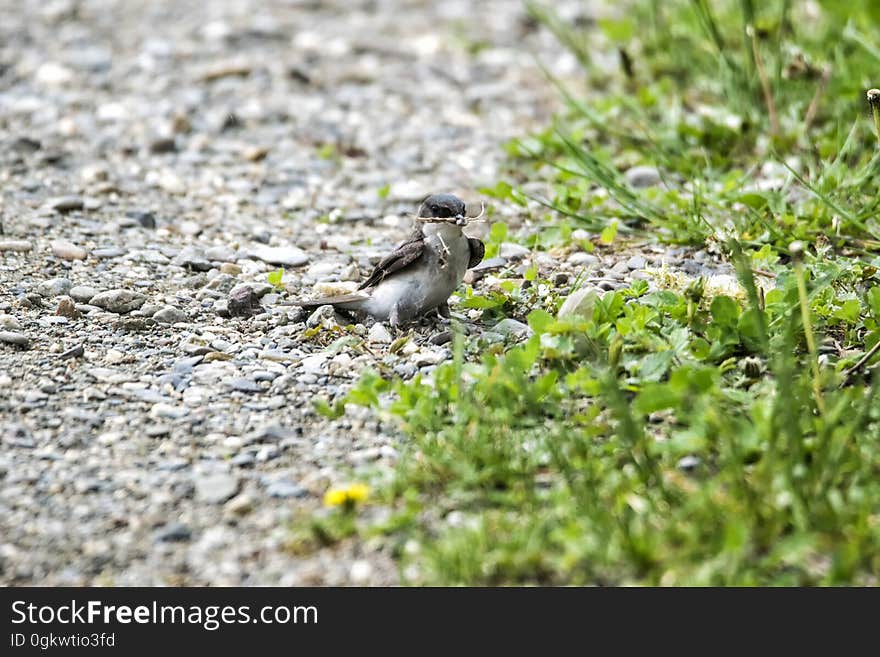 Oiseau &#x28;Hirondelle Bicolore&#x29; 202