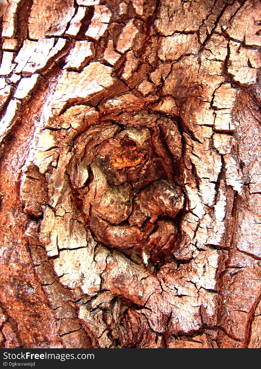 arbre Ã  l&#x27;estaque, 2004. arbre Ã  l&#x27;estaque, 2004