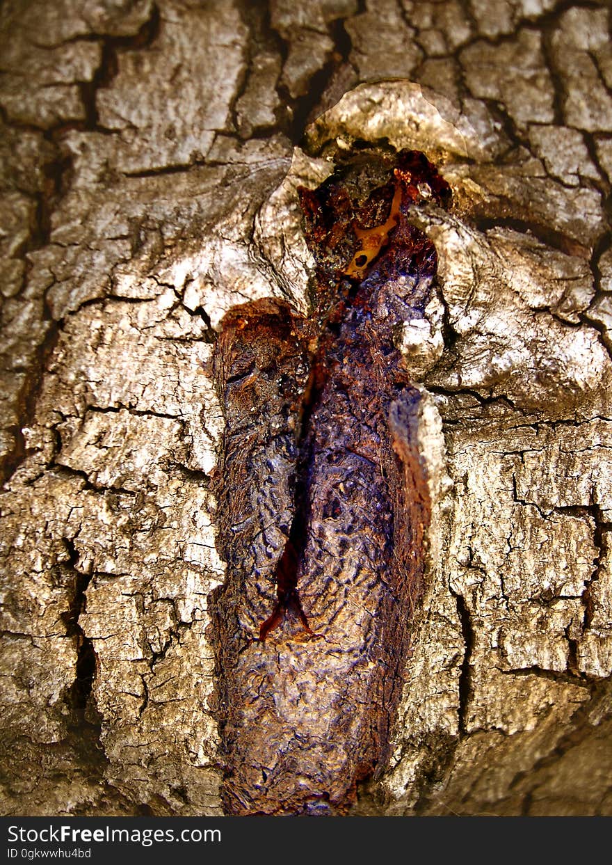 arbre Ã  l&#x27;estaque, 2004. arbre Ã  l&#x27;estaque, 2004