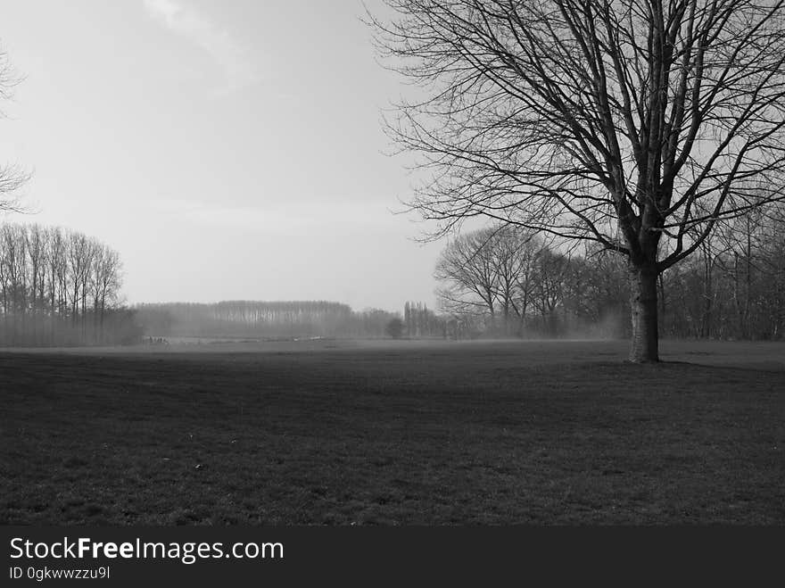 Black and White of Field near Hill 62, Belgium