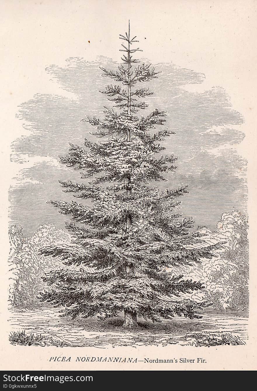 Nordman&#x27;s Silver Fir. Nordman&#x27;s Silver Fir