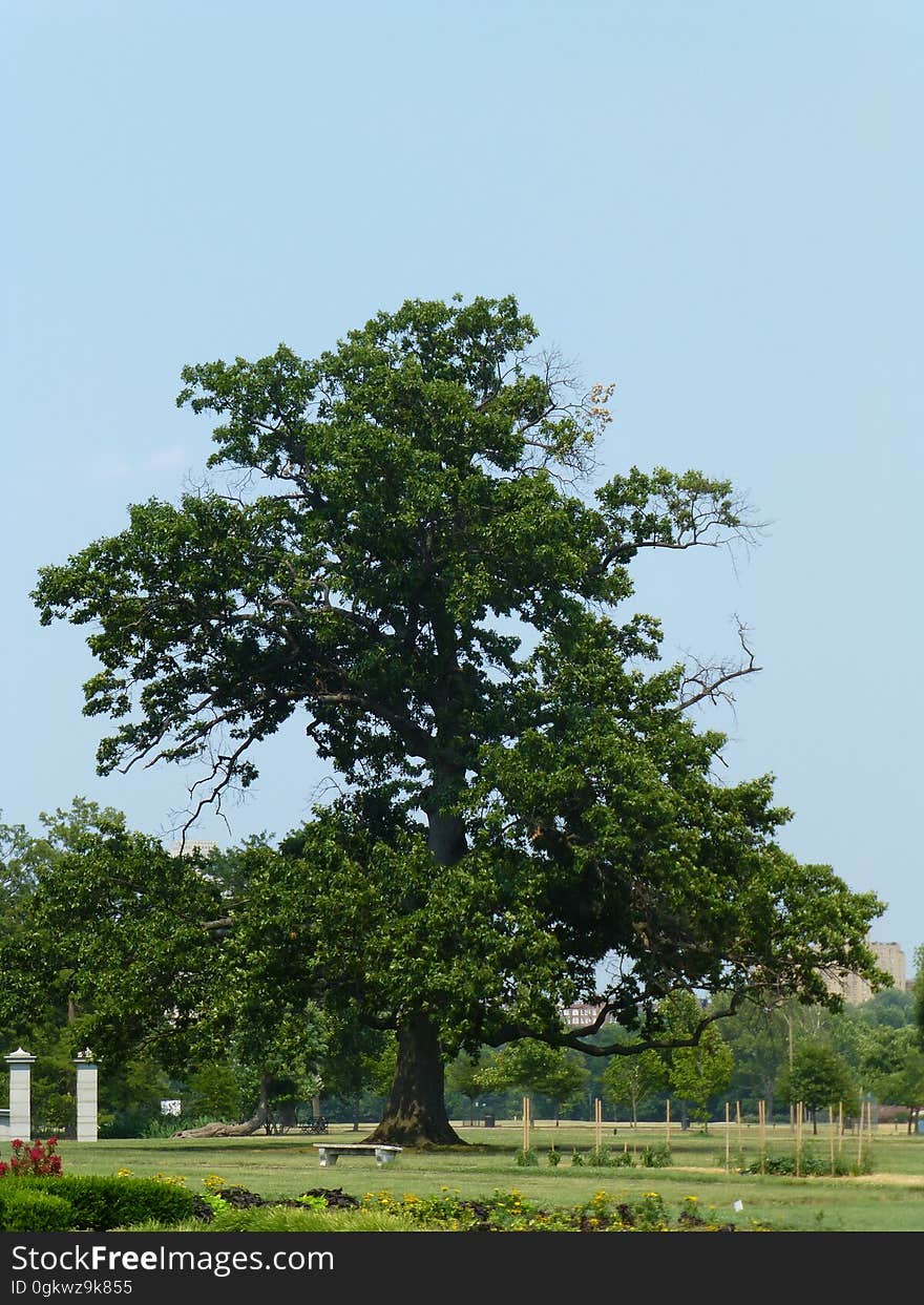 Plant, Sky, Tree, Natural landscape, Branch, Grass