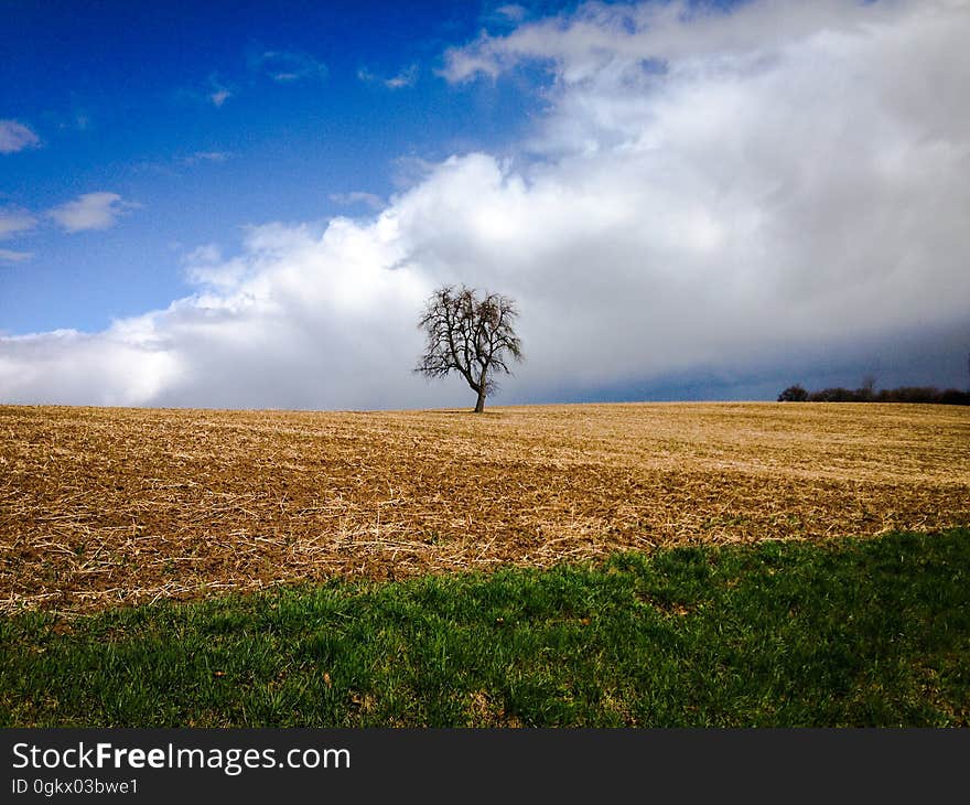 Tree on an acre