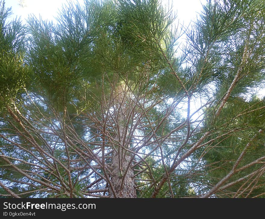 Sky, Twig, Natural material, Terrestrial plant, Larch, Arecales