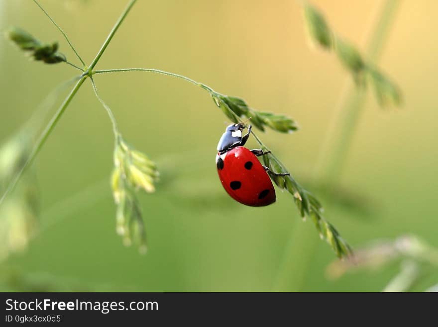 Close Up Photo of Ladybug on Leaf during Daytime