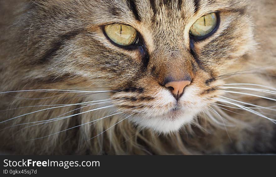 Brown Mainecoon