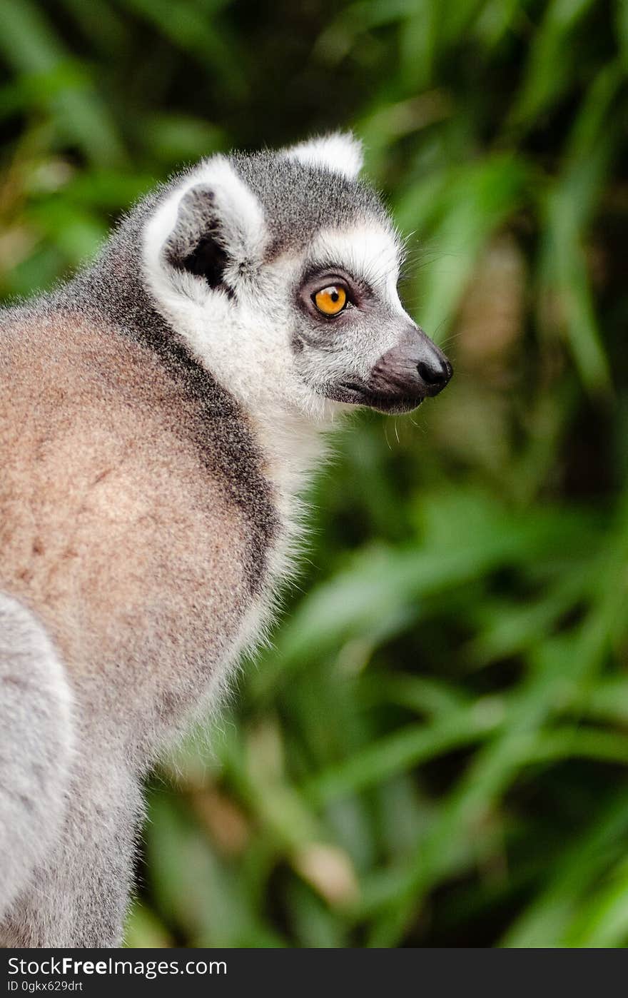 Grey and Black Fur Animal