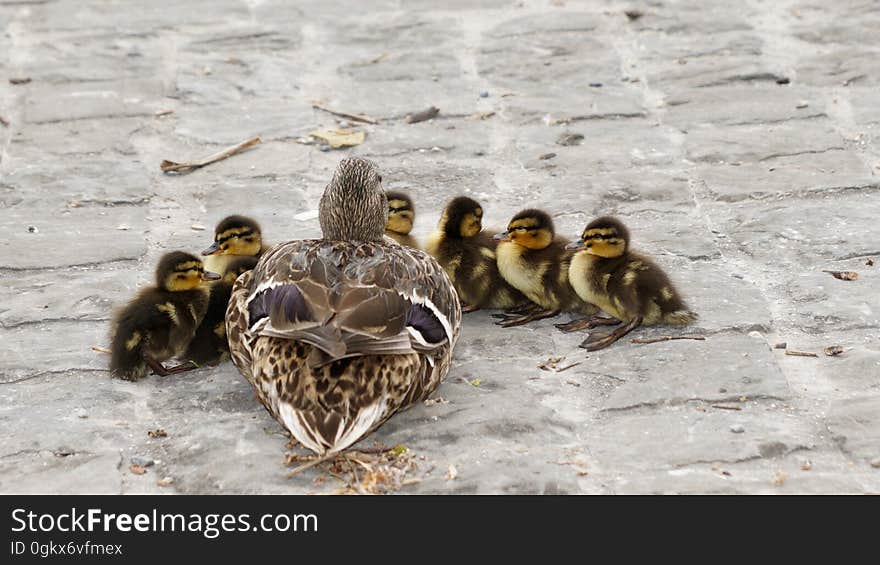 Duck and 6 Ducklings on Concrete Road during Daytime