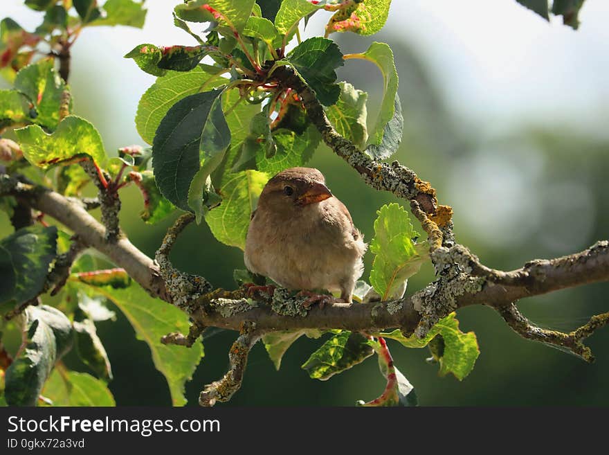 Brown Bird on Tree Branch during Daytime