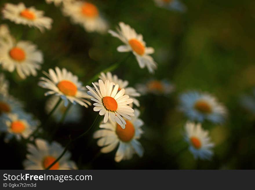 Close Up Photography of Daisies