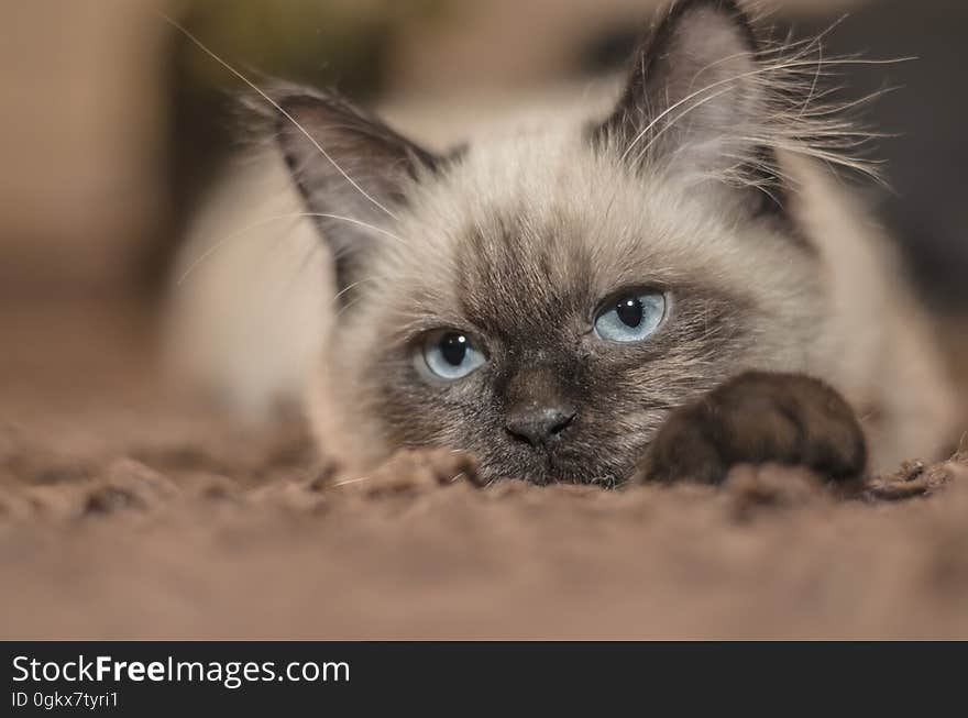 Focus Photography of Siamese Cat