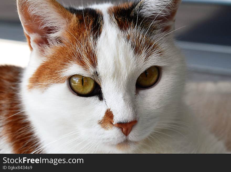 Tortoiseshell Cat