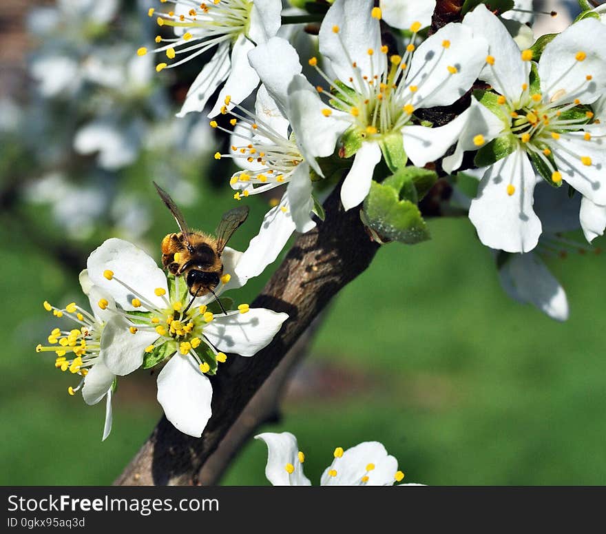 White Petaled Flower