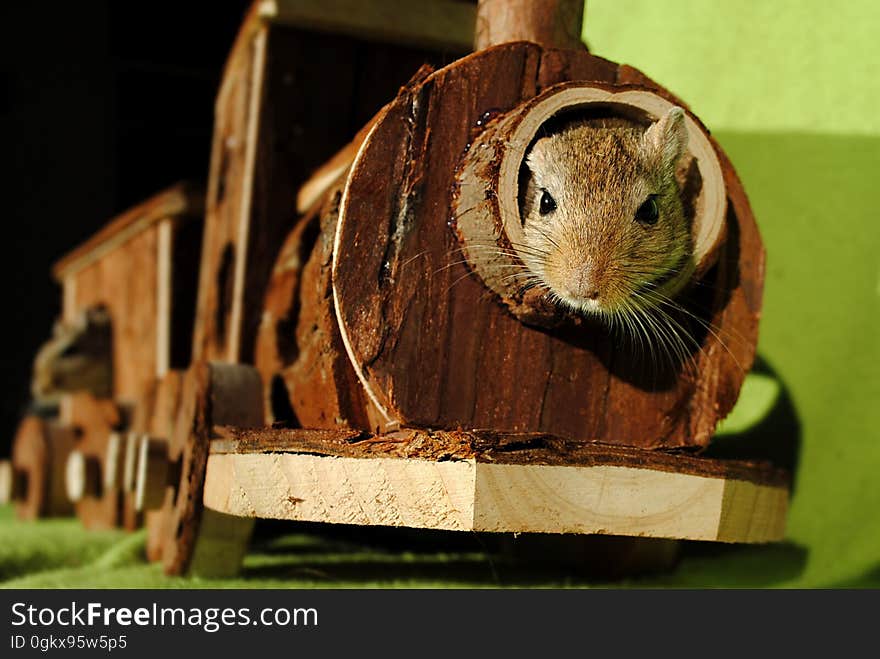 Brown Squirrel Inside of Brown Wooden Train Miniature