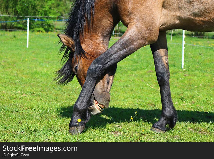 Brown and Black Horse on Green Grass Field