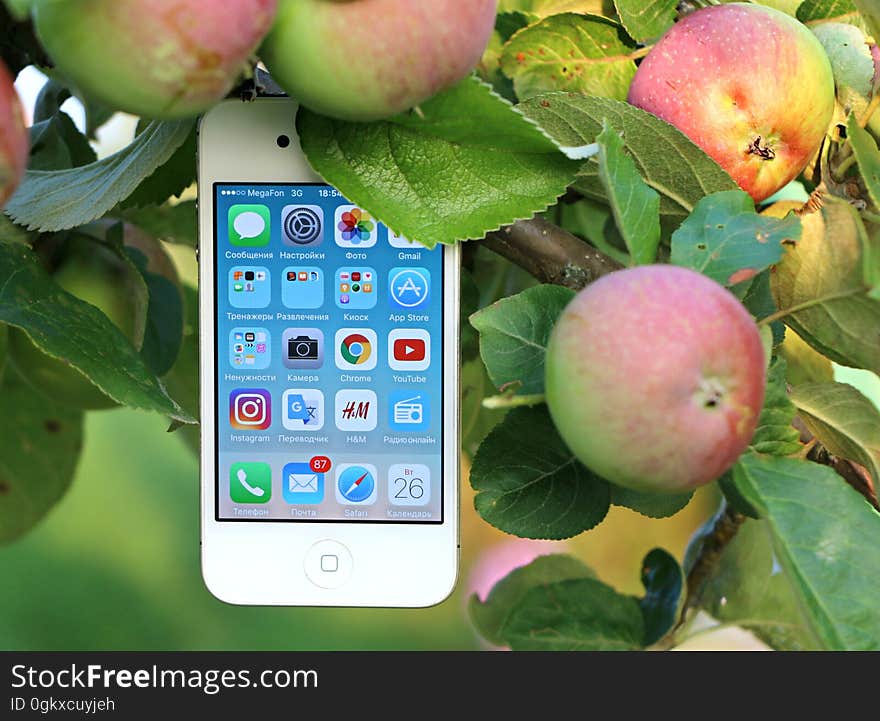 White Iphone 4 Hanging on Branch