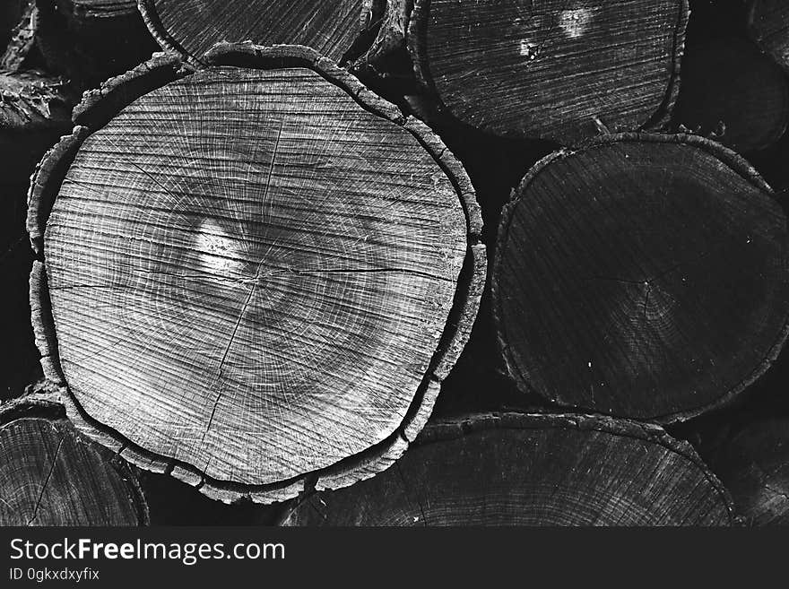 Grayscale Photo of Tree Trunk