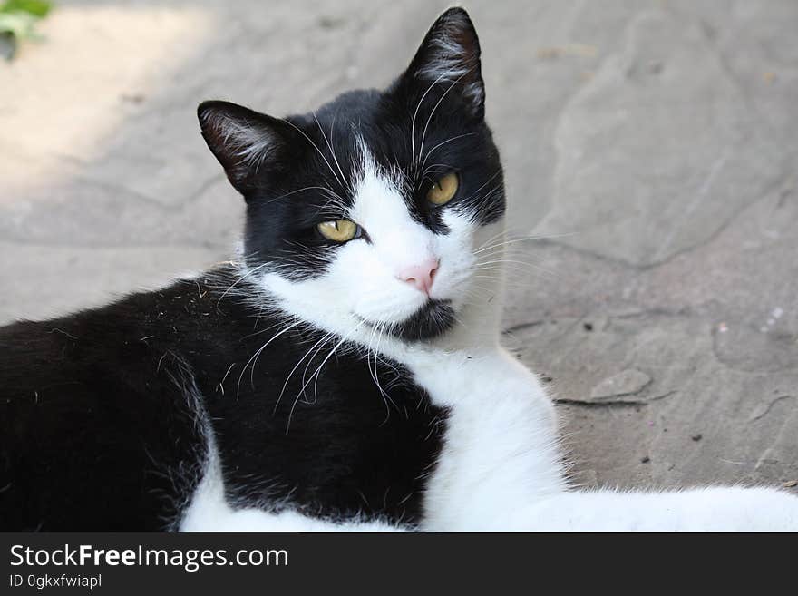 Black and White Cat