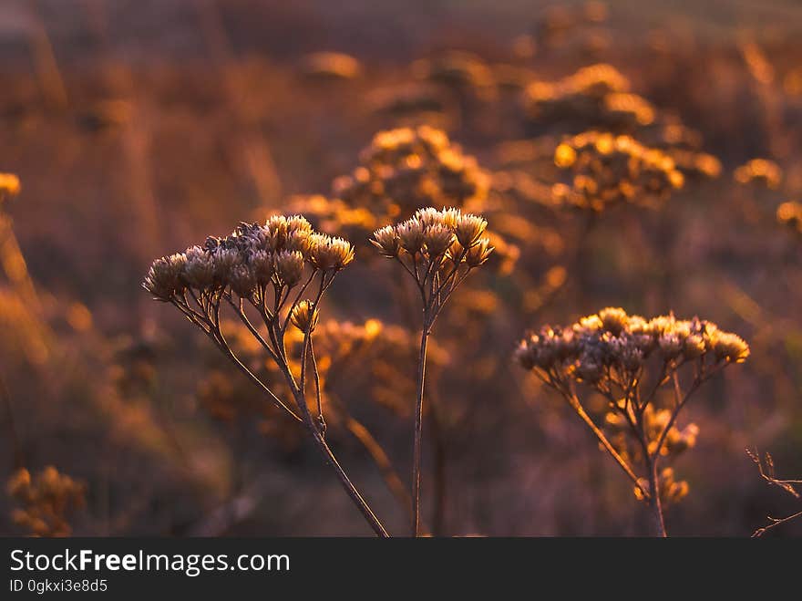 Shallow Focus Photo of White Petal Flower during Orange Sunset