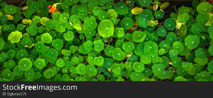 Green Leafed Plants