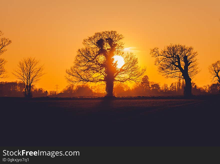 Trees during Sunset