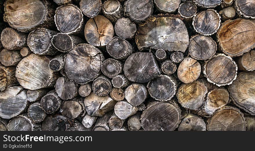 Closeup of the ends of a pile of assorted logs cut for firewood. Closeup of the ends of a pile of assorted logs cut for firewood.