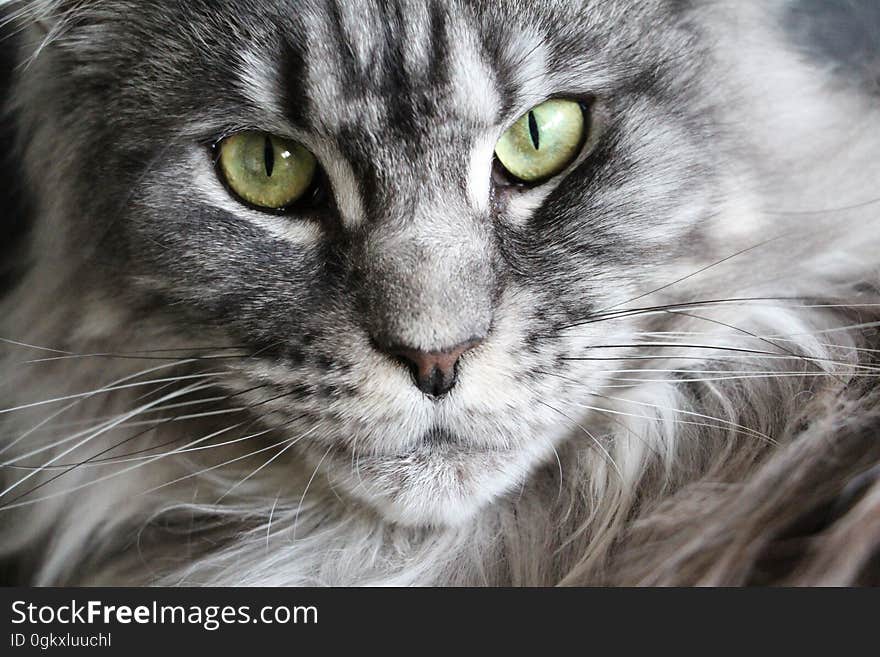 A portrait of a tabby cat with green eyes. A portrait of a tabby cat with green eyes.