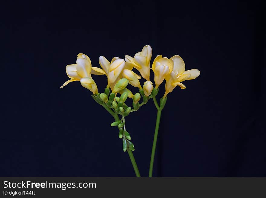 A close up of a bunch of small yellow flowers.