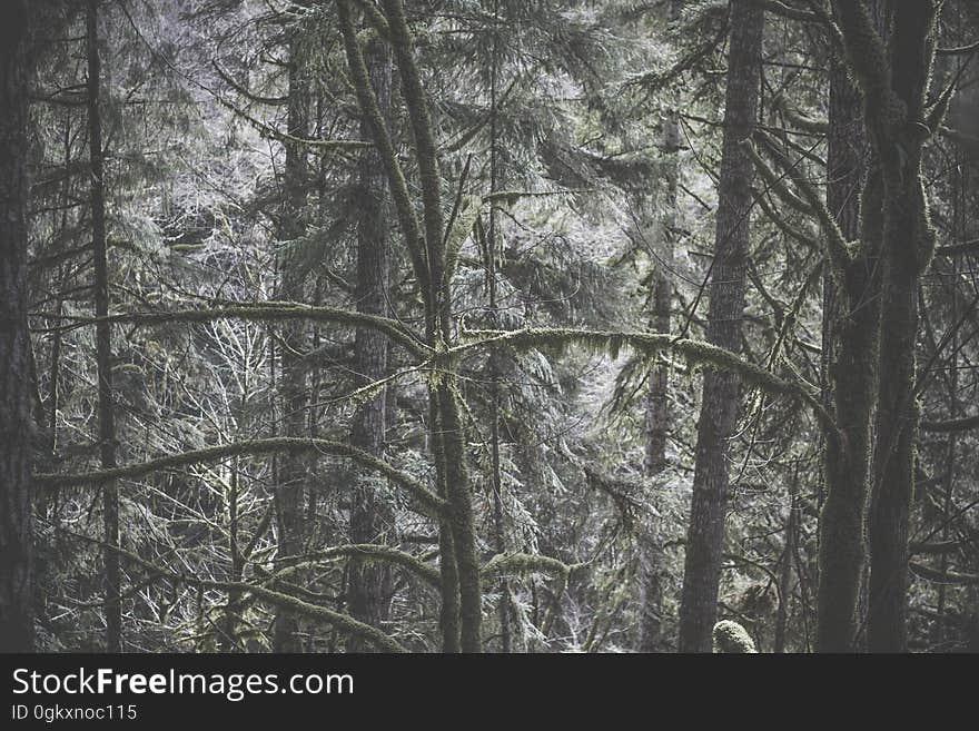 A view inside a deep forest.