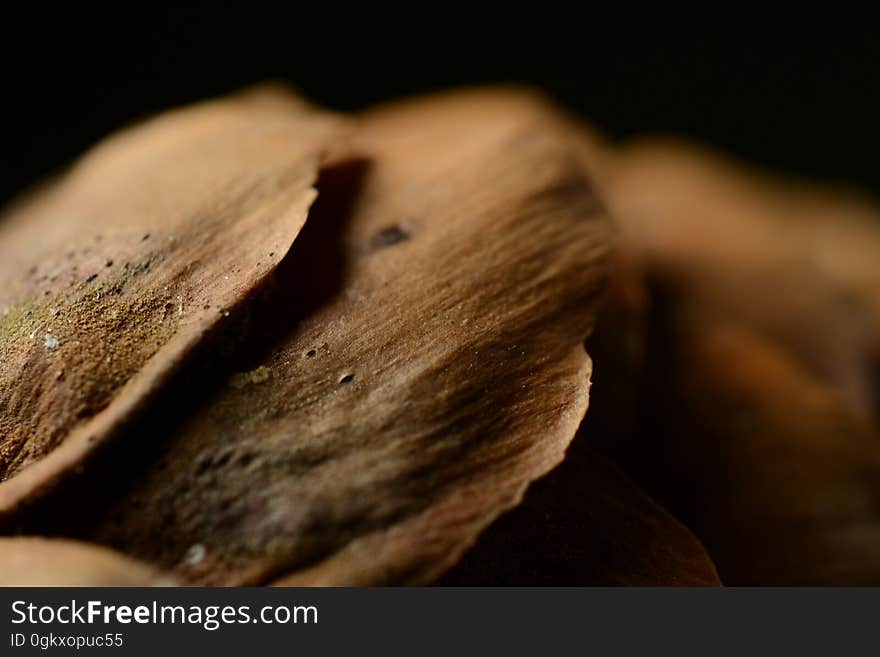 A macro shot of a conifer cone.