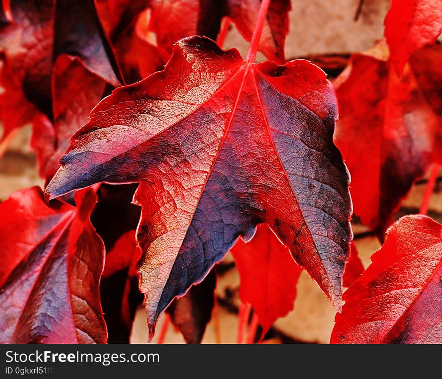 A close up of autumn leaf background. A close up of autumn leaf background.