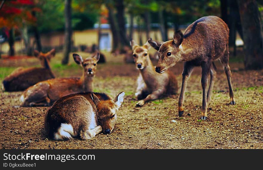 Deer on Field