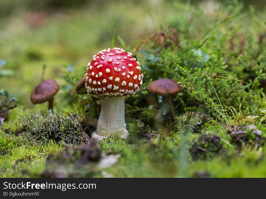 Close-up of Fly Agaric Mushroom on Field